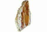 Agatized Fossil Coral Geode - Florida #188137-3